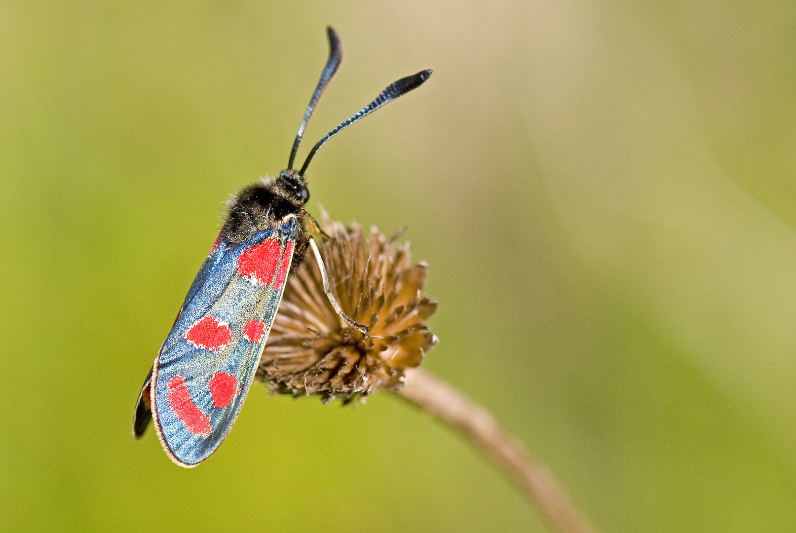 Esparsetten-Widderchen (Zygaena carniolica)