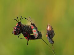 Esparsetten-Widderchen (Zygaena carniolica)