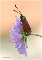 Esparsetten-Widderchen (Zygaena carniolica)......