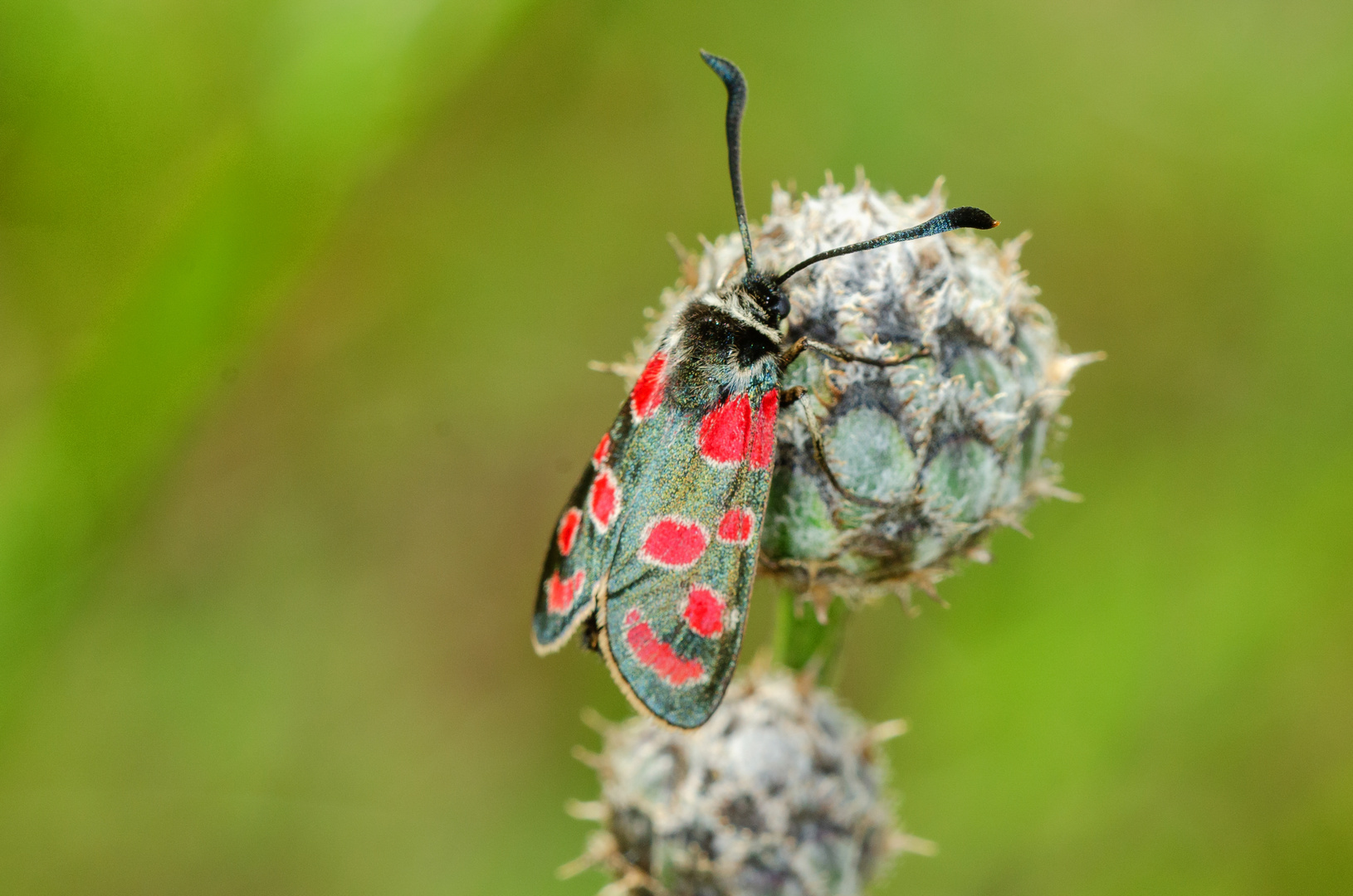 Esparsetten-Widderchen (Zygaena carniolica)