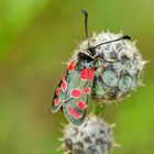 Esparsetten-Widderchen (Zygaena carniolica)