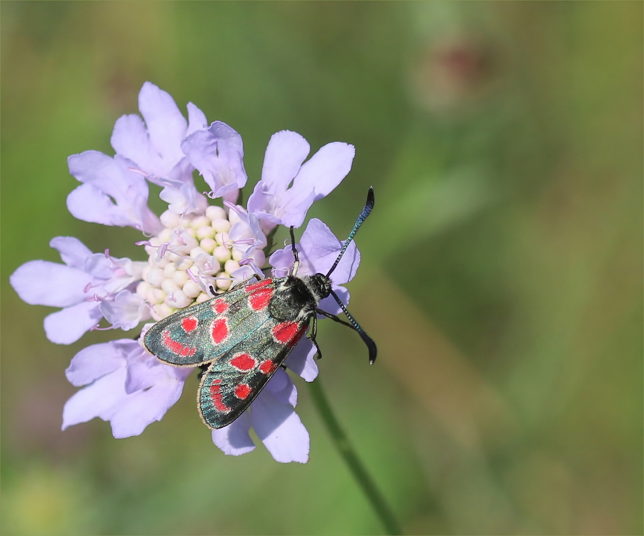 Esparsetten-Widderchen (Zygaena carniolica).