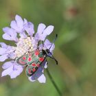 Esparsetten-Widderchen (Zygaena carniolica).