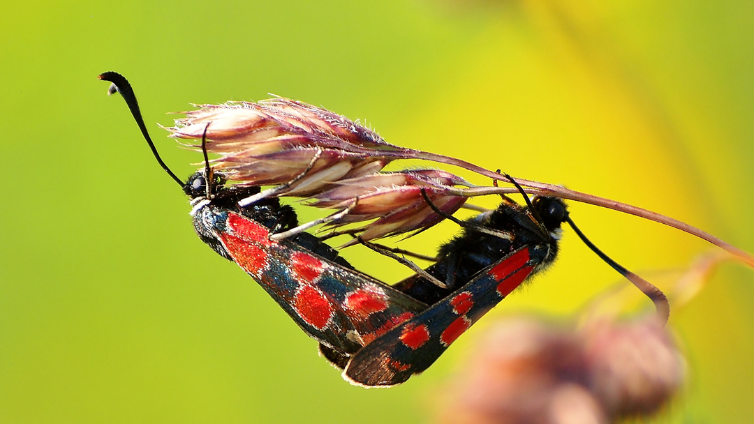 Esparsetten-Widderchen (Zygaena carniolica)