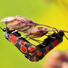 Esparsetten-Widderchen (Zygaena carniolica)