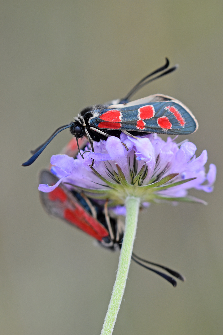 Esparsetten-Widderchen (Zygaena carniolica)