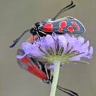 Esparsetten-Widderchen (Zygaena carniolica)