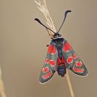 Esparsetten-Widderchen (Zygaena carniolica)