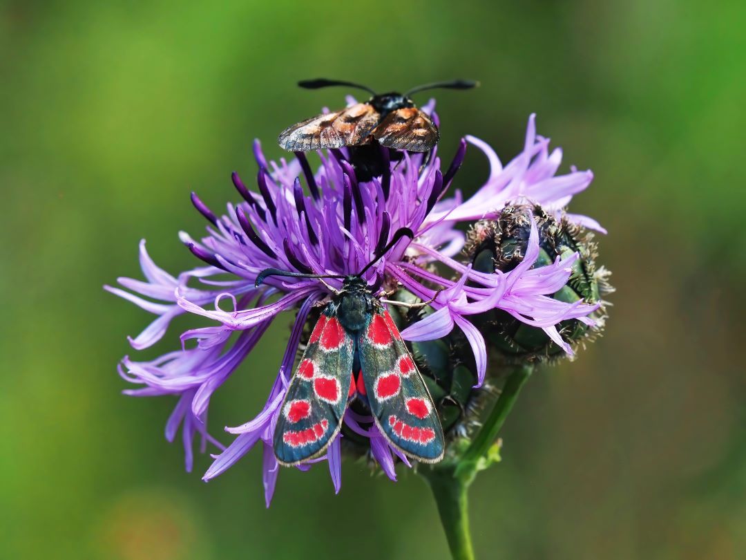 Esparsetten-Widderchen (Zygaena carniolica)