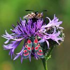 Esparsetten-Widderchen (Zygaena carniolica)