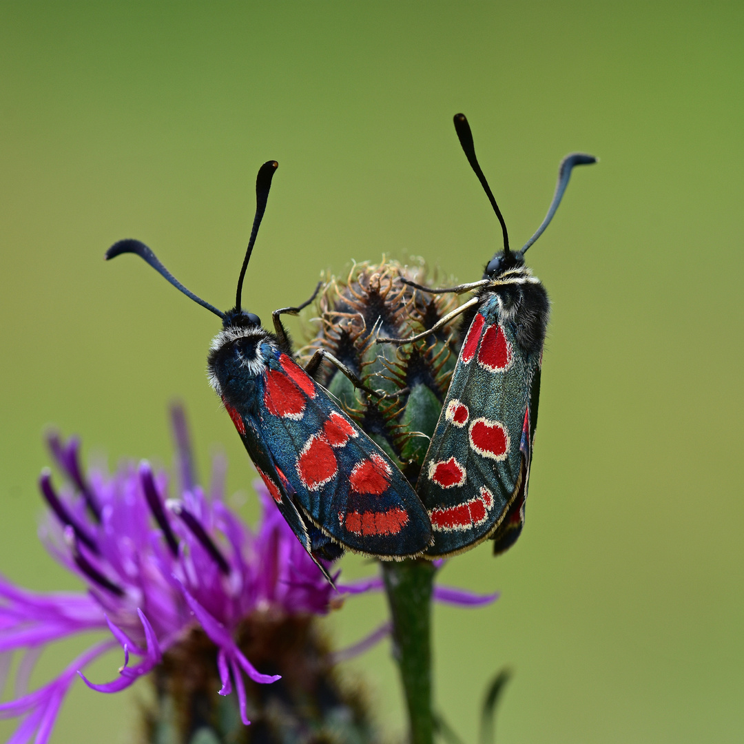 Esparsetten-Widderchen (Zygaena carniolica)