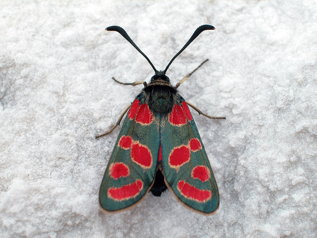 Esparsetten-Widderchen (Zygaena carniolica) - Harz