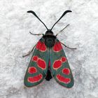 Esparsetten-Widderchen (Zygaena carniolica) - Harz