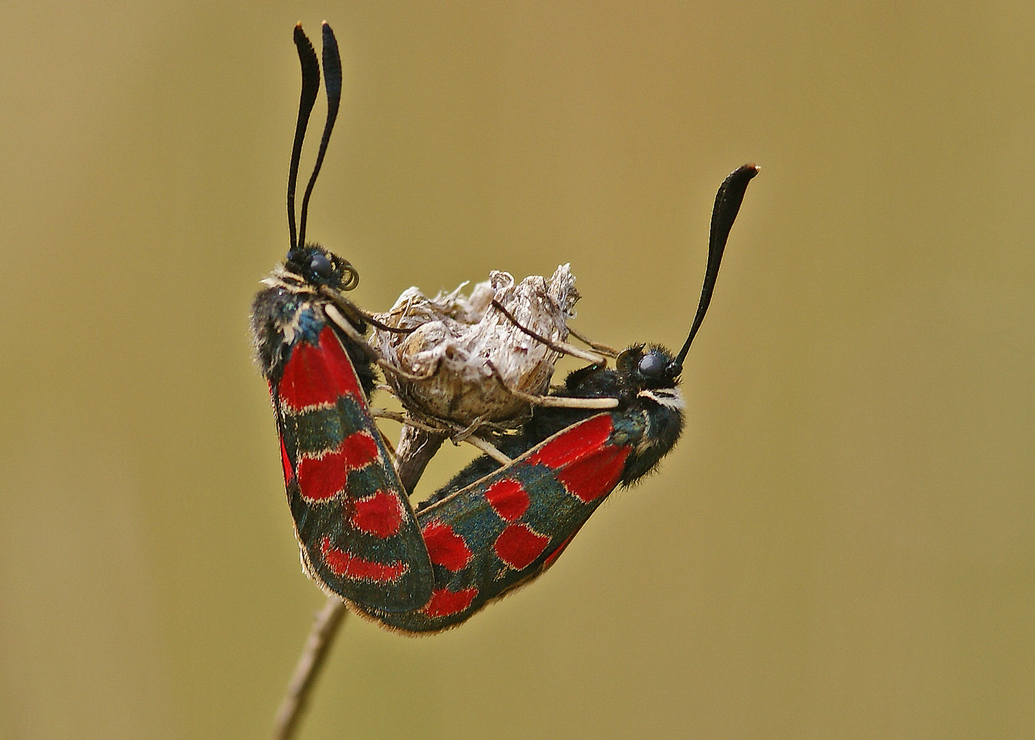 Esparsetten-Widderchen (Zygaena carniolica)-Hochzeit.