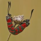 Esparsetten-Widderchen (Zygaena carniolica)-Hochzeit.