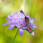 Esparsetten-Widderchen, Zygaena carniolica - Insekt des Jahres 2008