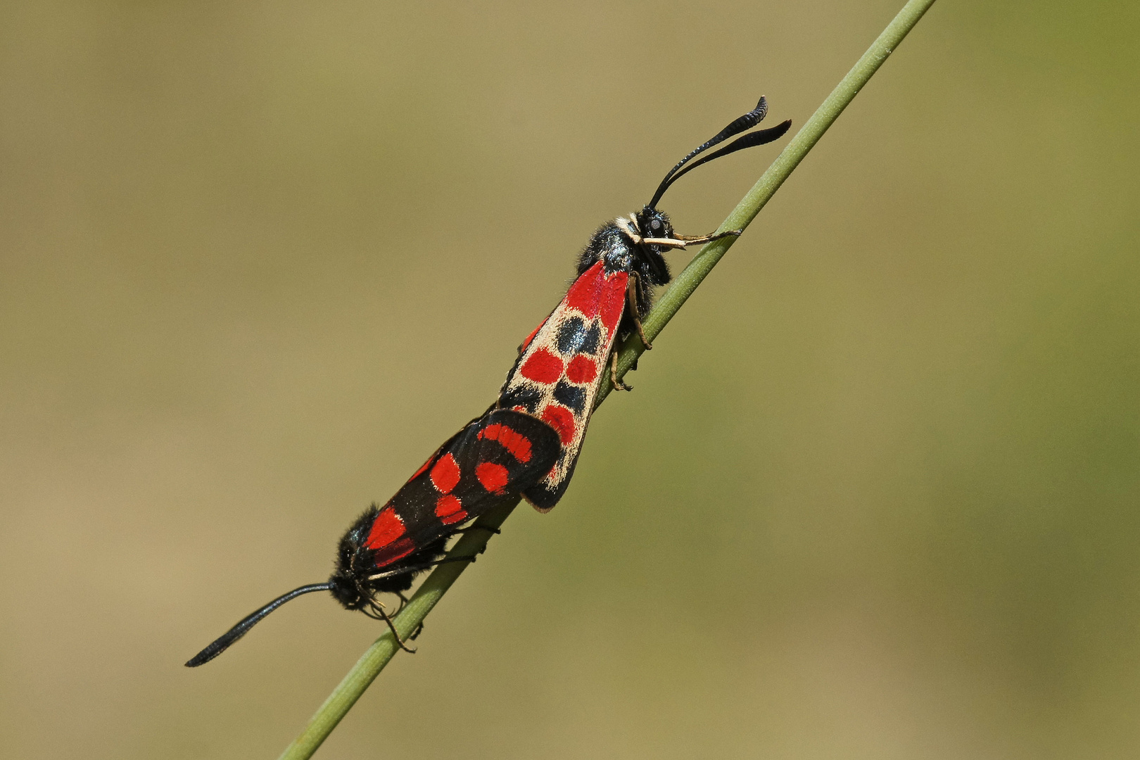 Esparsetten-Widderchen (Zygaena carniolica), Kopula