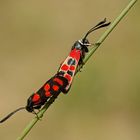 Esparsetten-Widderchen (Zygaena carniolica), Kopula