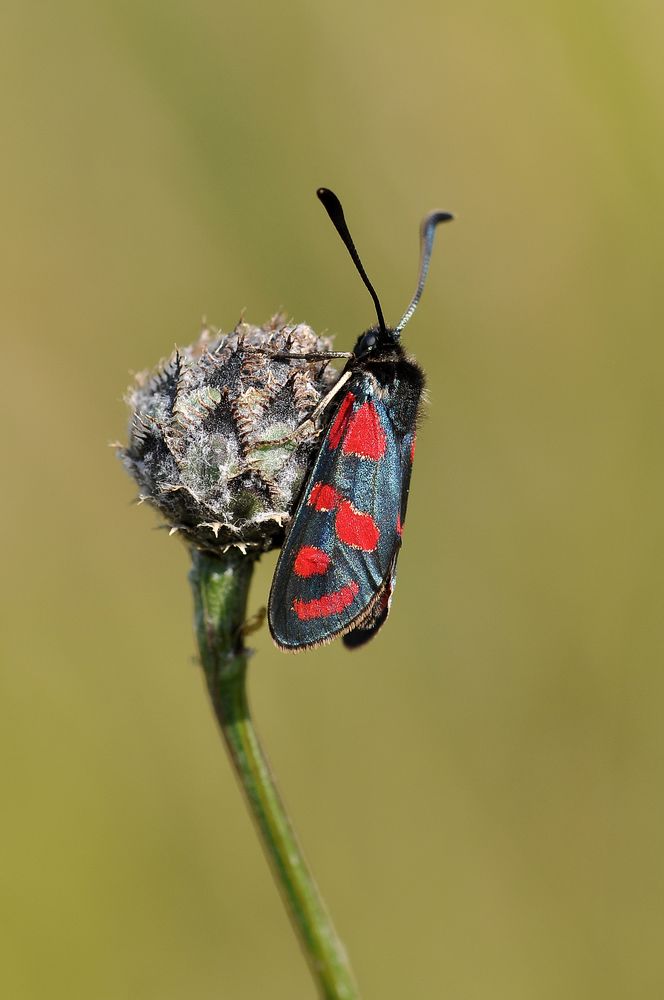 Esparsetten-Widderchen (Zygaena carnioloca)