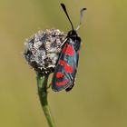 Esparsetten-Widderchen (Zygaena carnioloca)