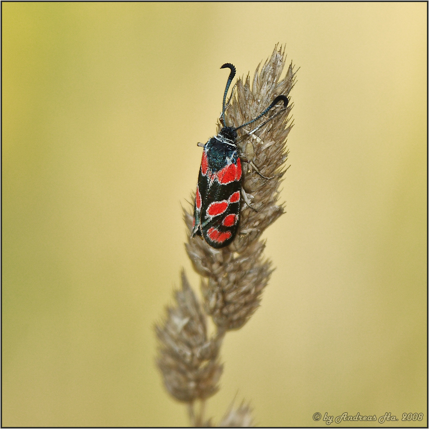 Esparsettenwidderchen