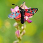 Esparsettenwidderchen (Zygaena carniolica)