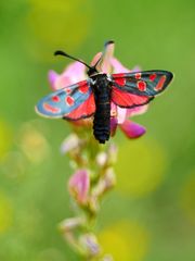 Esparsettenwidderchen (Zygaena carniolica)