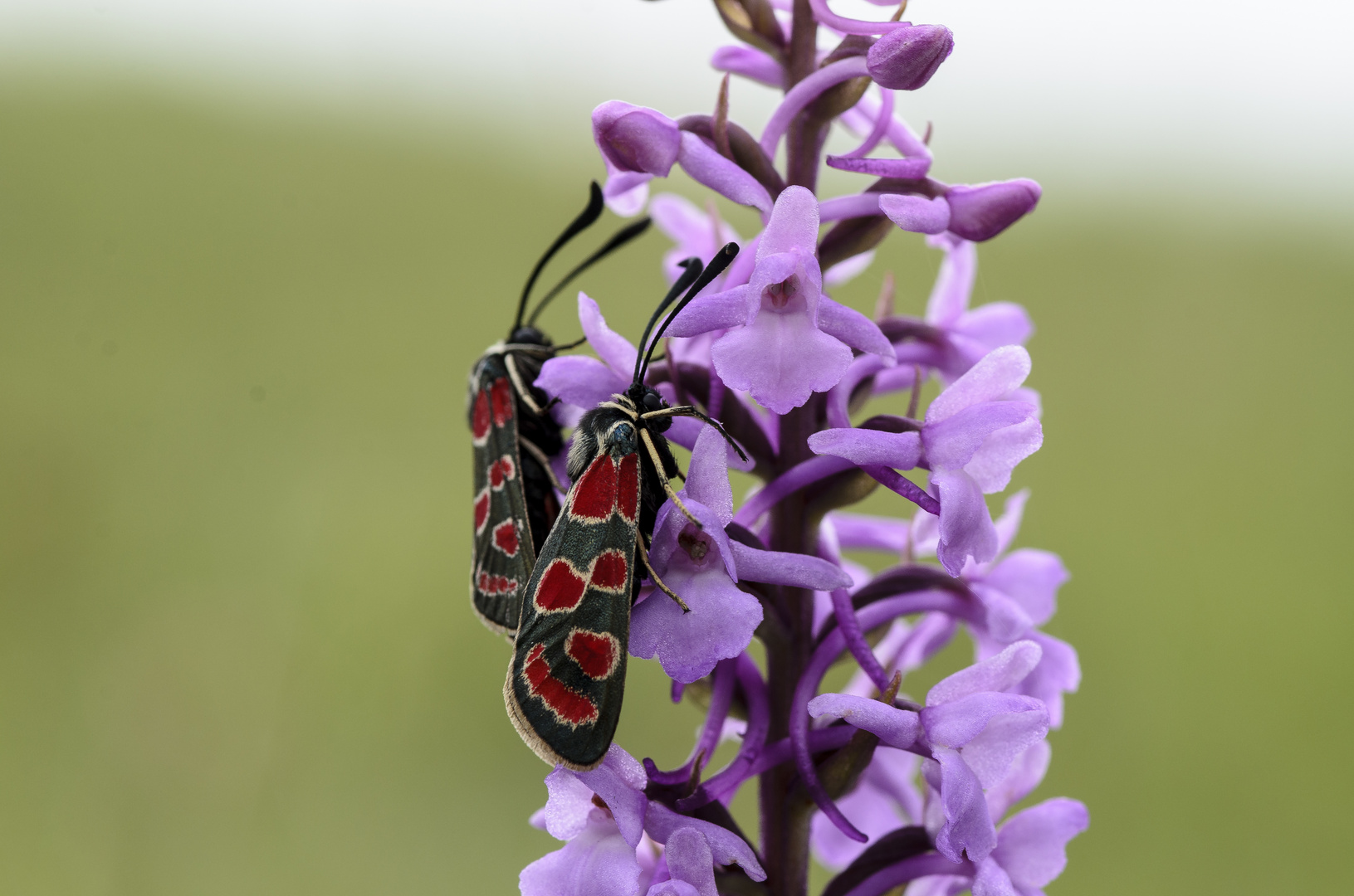 Esparsettenwidderchen (Zygaena carniolica)