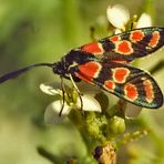 Esparsettenwidderchen Zygaena carniolica von 1971 (seltene Art)