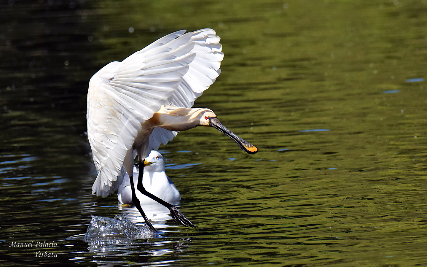 Espátula -Platalea leucorodia