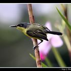 Espatulilla común (Todirostrum cinereum)