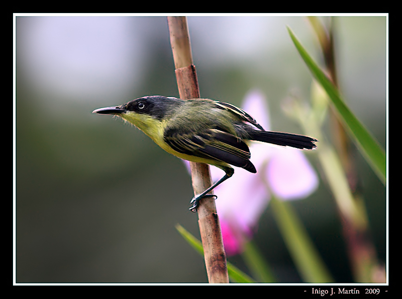 Espatulilla común (Todirostrum cinereum)