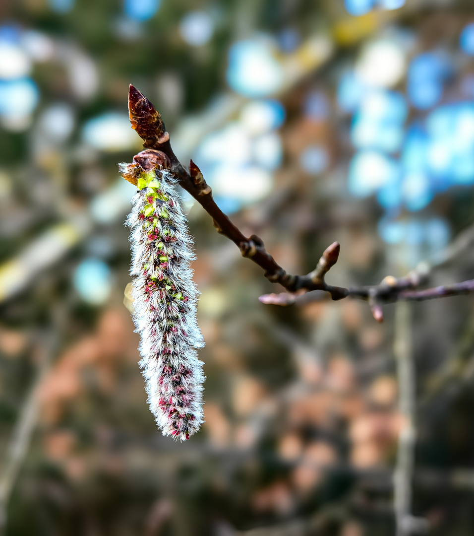 Espe Populus tremula