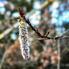 Espe Populus tremula