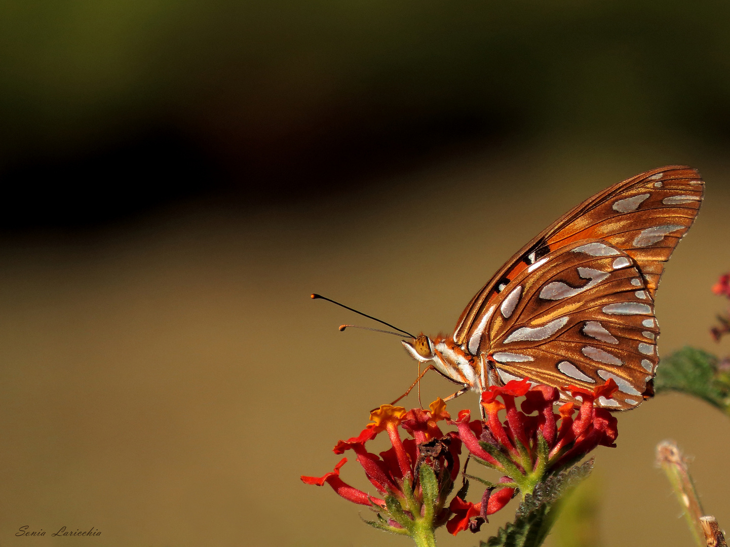 Espejito y lantana