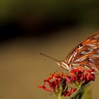 Espejito y lantana