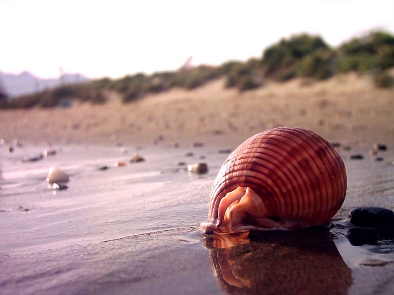 ESPEJO EN LA ORILLA