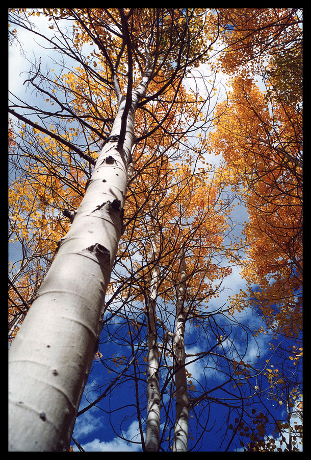 espen - colorado - usa