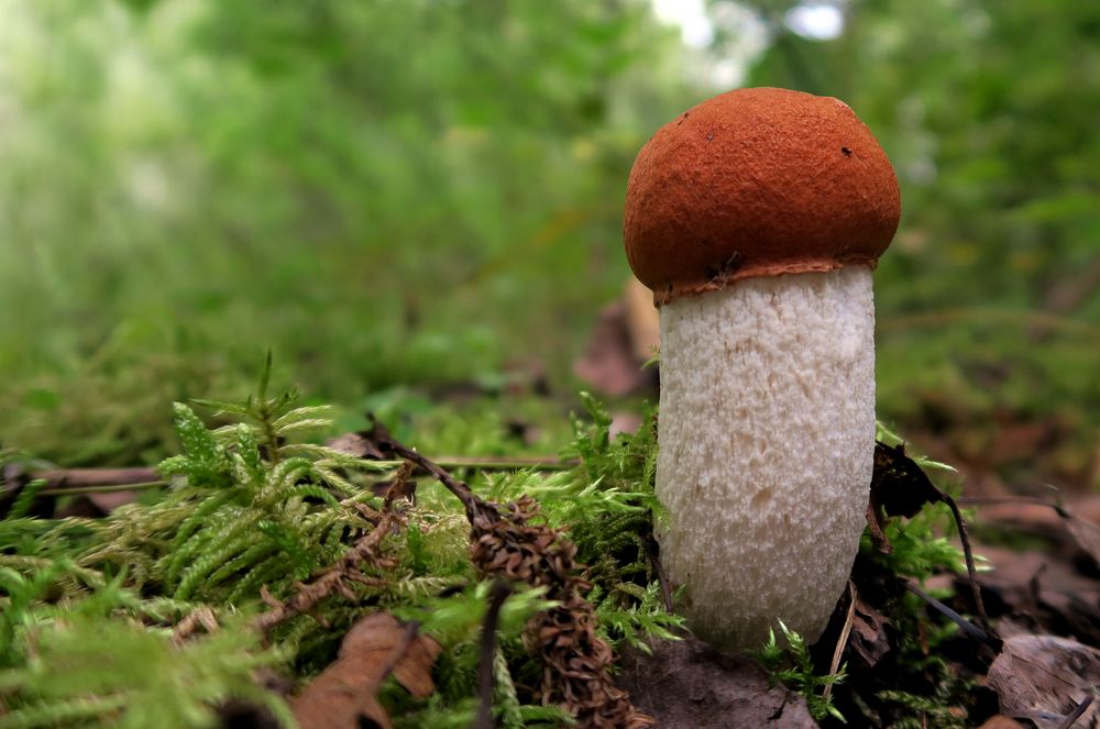 Espen Rotkappe (Leccinum aurantiacum)