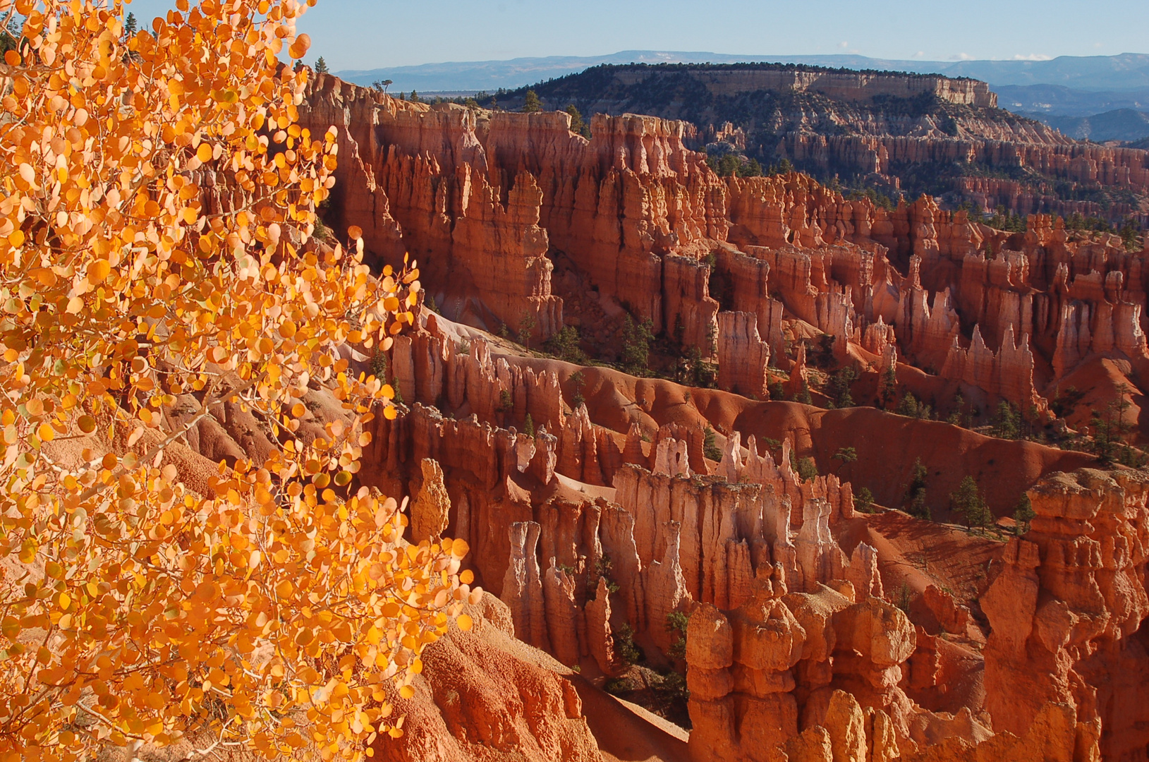 Espenlaub im Bryce Canyon