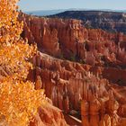 Espenlaub im Bryce Canyon