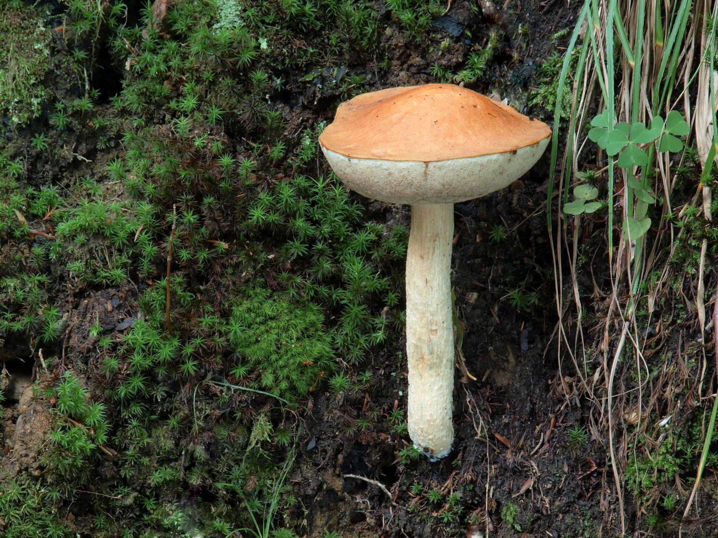 Espenrotkappe - Leccinum aurantiacum