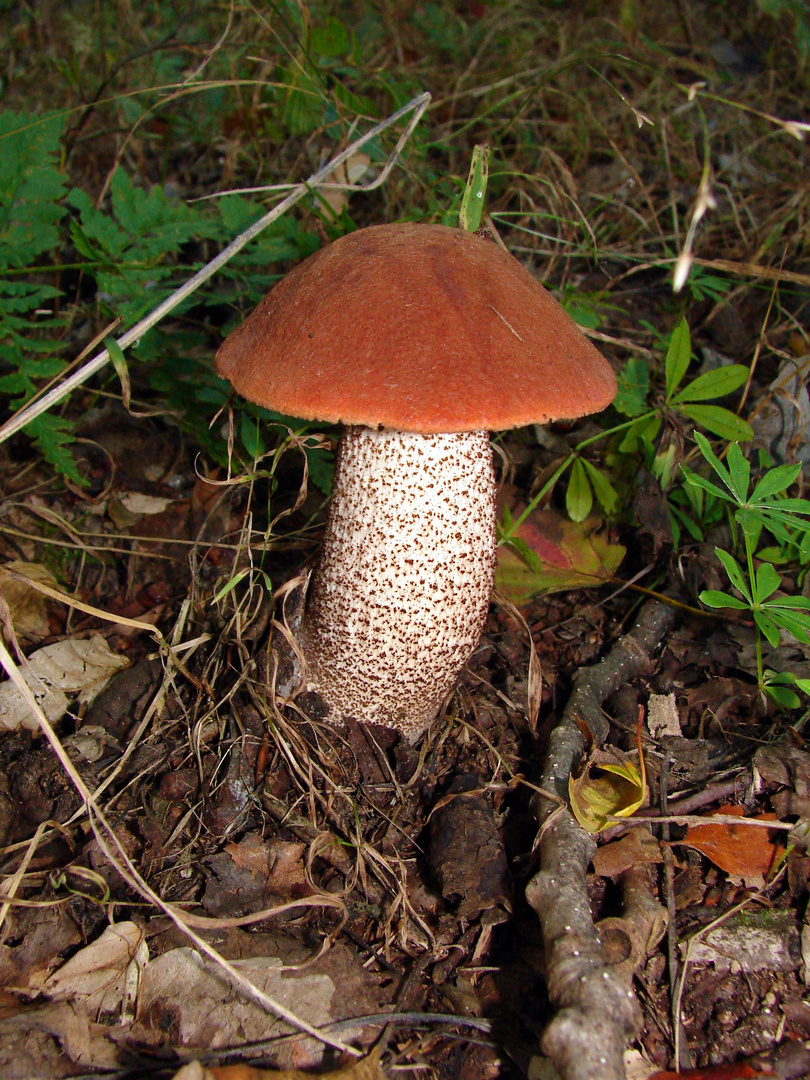 Espenrotkappe (Leccinum aurantiacum), später im Topf!