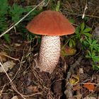 Espenrotkappe (Leccinum aurantiacum), später im Topf!