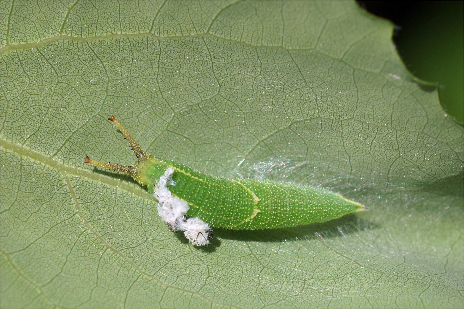 "Espenschnecke" - Raupe vom Kleinen Schillerfalter - Apatura ilia