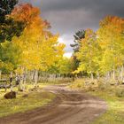 Espenwald im Herbst, Colorado, USA