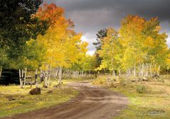 Espenwald im Herbst, Colorado, USA