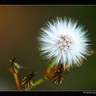 Esperando......( al viento)