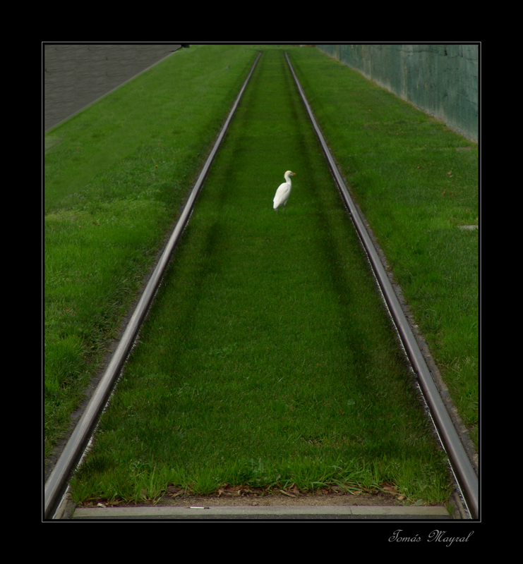 Esperando el Tranvía