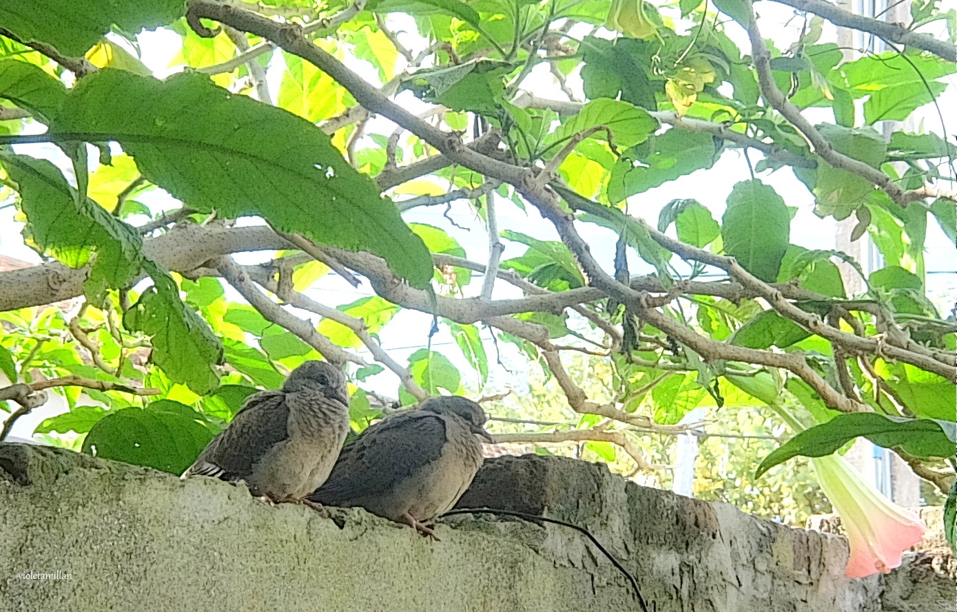 ESPERANDO LA COMIDA